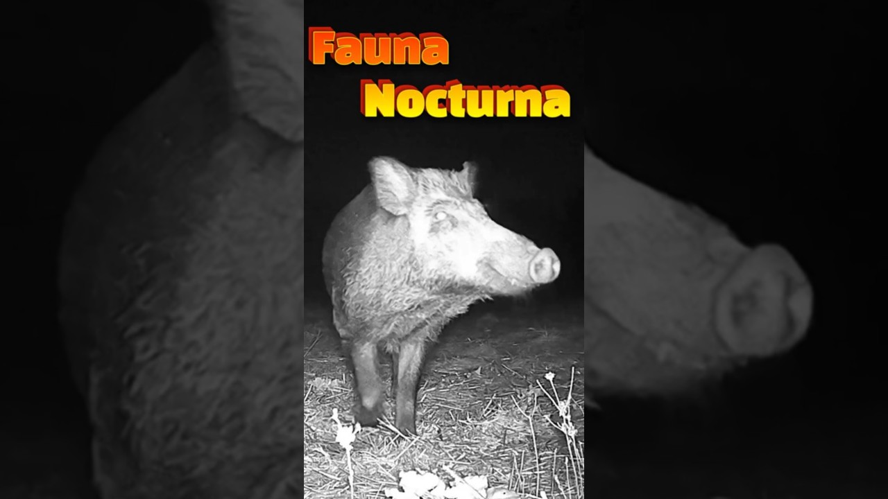 Animales secretos captados por la c&aacute;mara nocturna