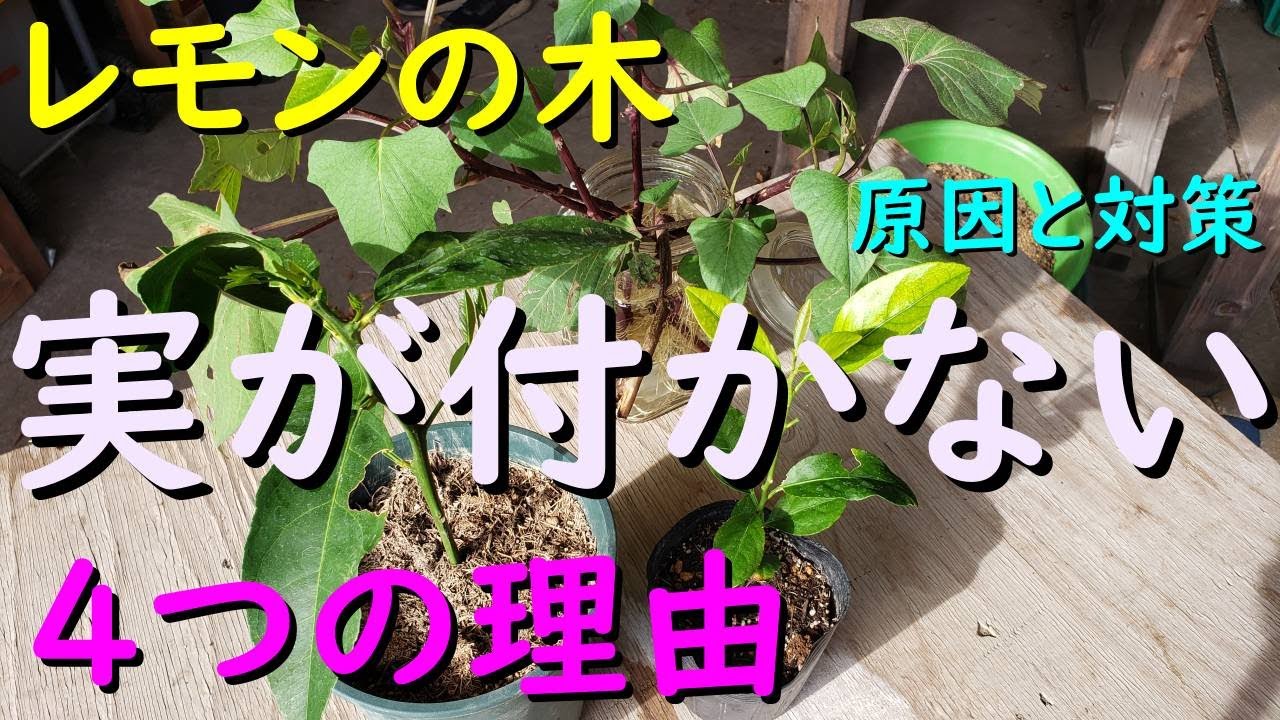 レモンの実が付かない４つの理由について解説します