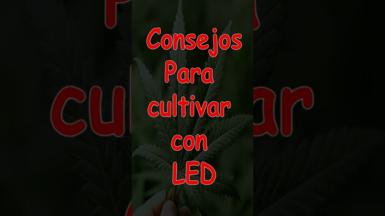 Consejos para cultivar con leds #cultivo #ledgrowlight