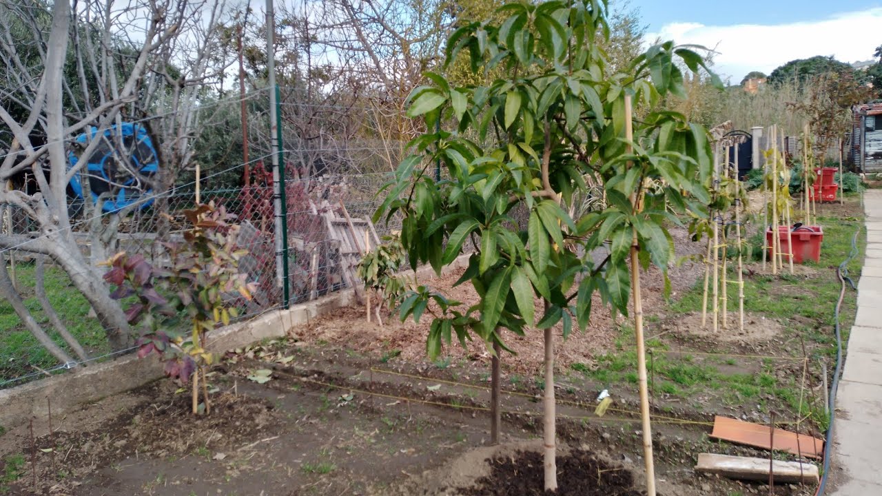 Micro forêt fruitière expérimentale au mois de mars