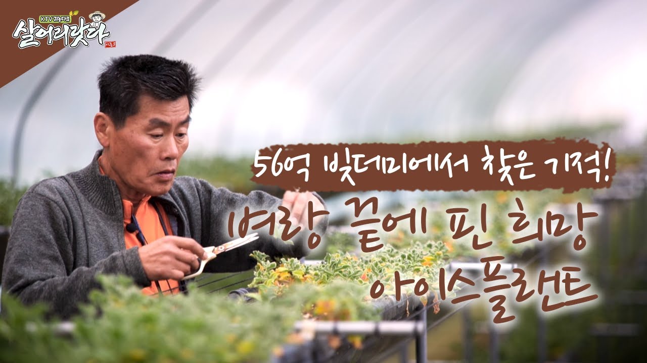 (충남 예산) 56억 빚더미에서 찾은 기적! 벼랑 끝에 핀 희망! 아이스플랜트! ktv, korea tv, bts ice plant (시즌3)