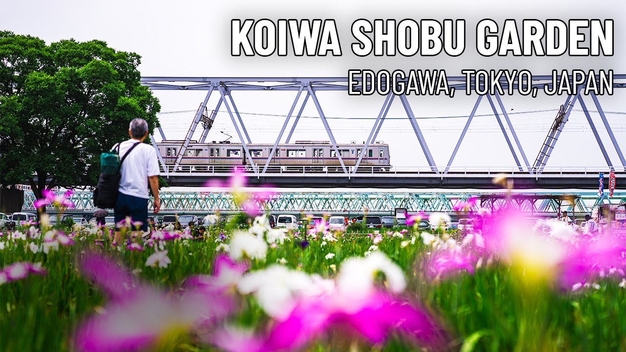 Koiwa Shobu Garden 小岩菖蒲園 | Edogawa City, Tokyo, Japan  | 4K Walk Relaxing City Ambience