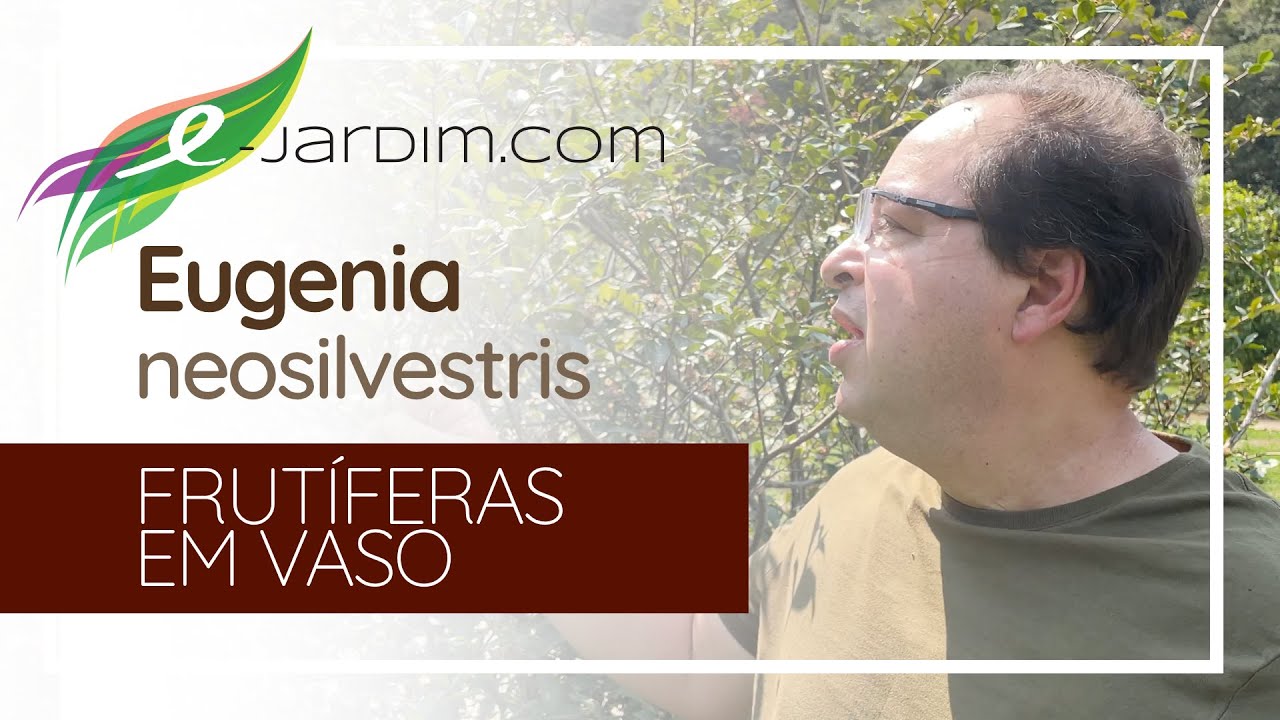 Frutíferas em Vasos - Eugenia neosilvestris / grumixama-peluda | Sítio E-jardim