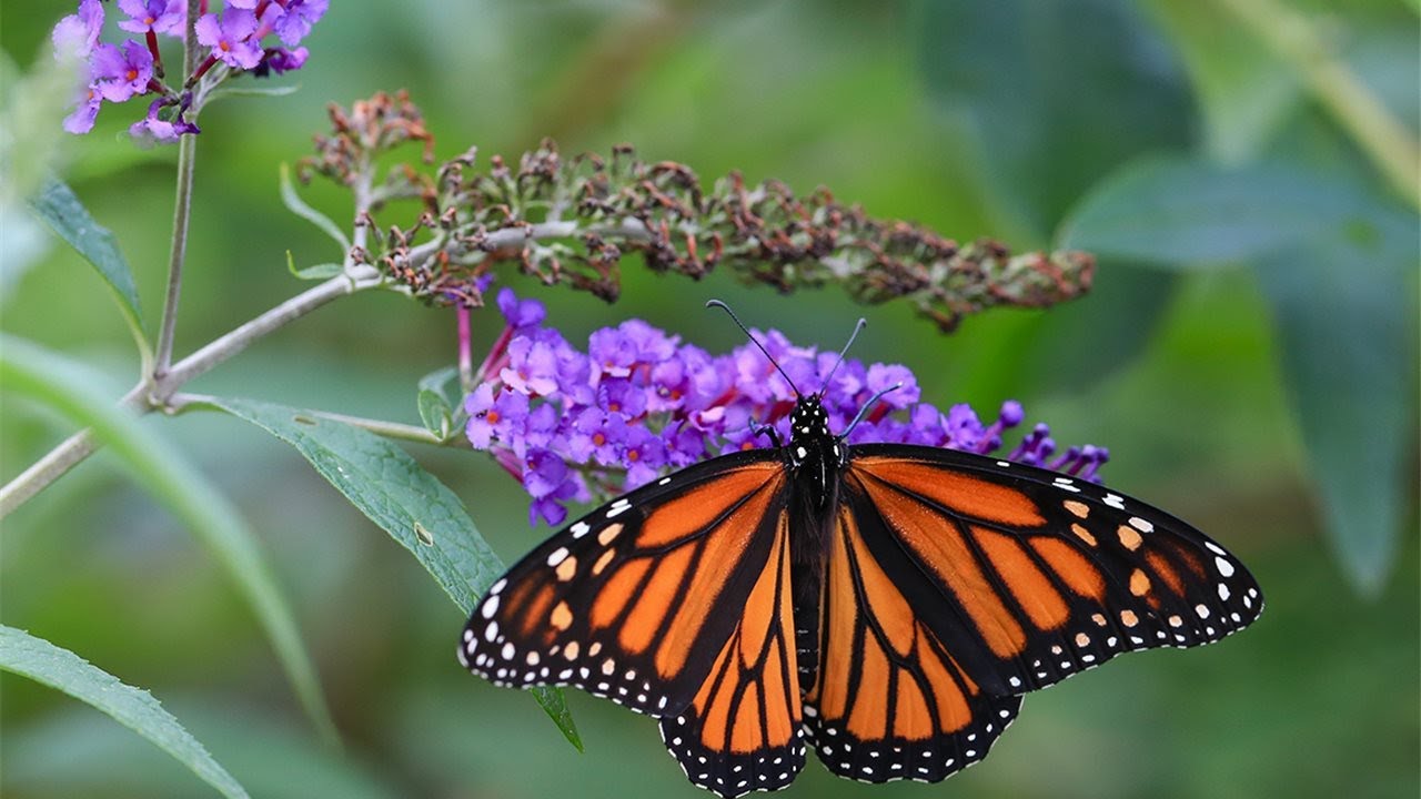 Cuento : La peque&ntilde;a oruga verde - hablando de orugas y mariposas - butterfly