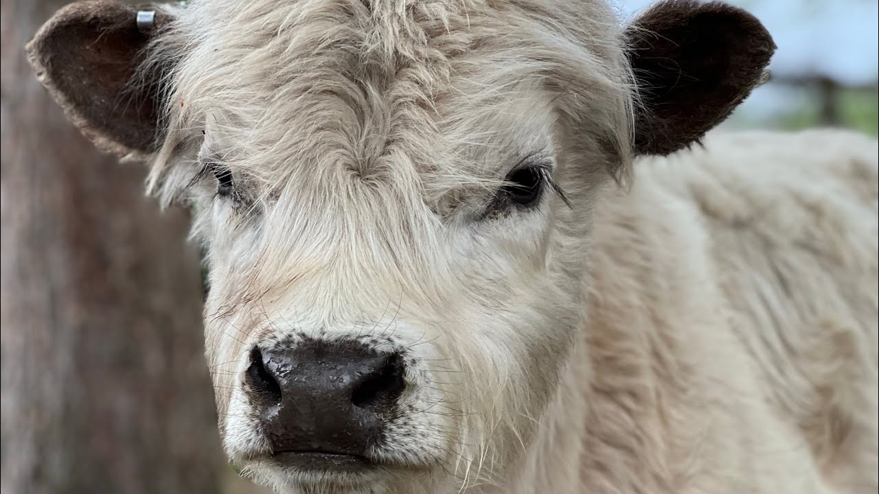 Micro Mini, Mini, Midsize, and Standard size highlands… what is the difference…