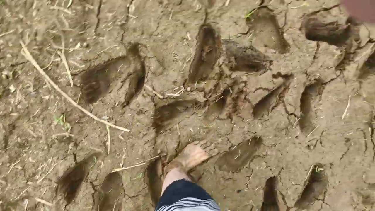 Barefoot in Mud (2025-12-16 11-04-42)