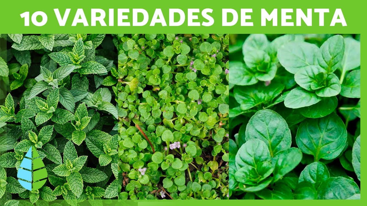 10 TIPOS de MENTA y sus CARACTERÍSTICAS🌿 ¡Variedades para Cultivar en tu Jardín!