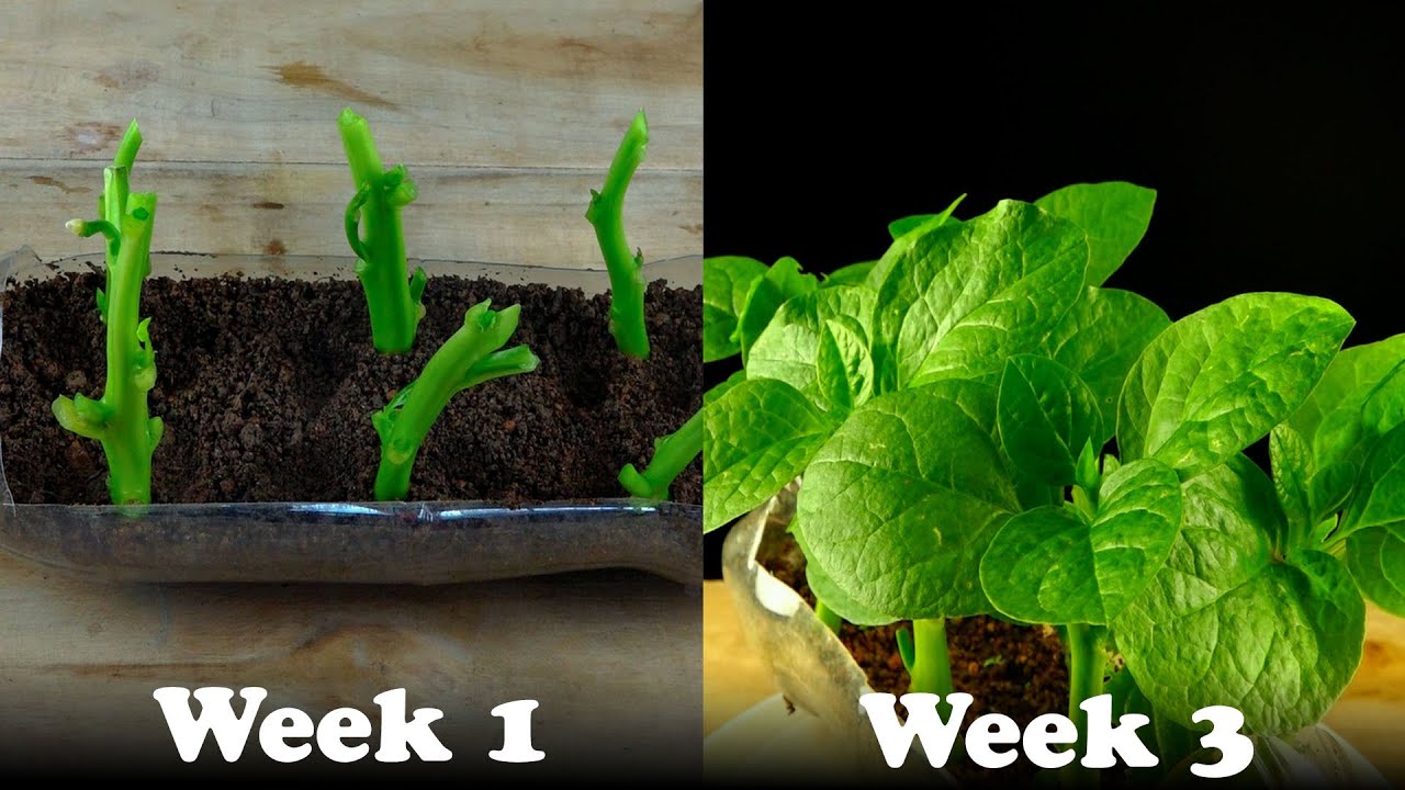 How To Grow Spinach From Stem