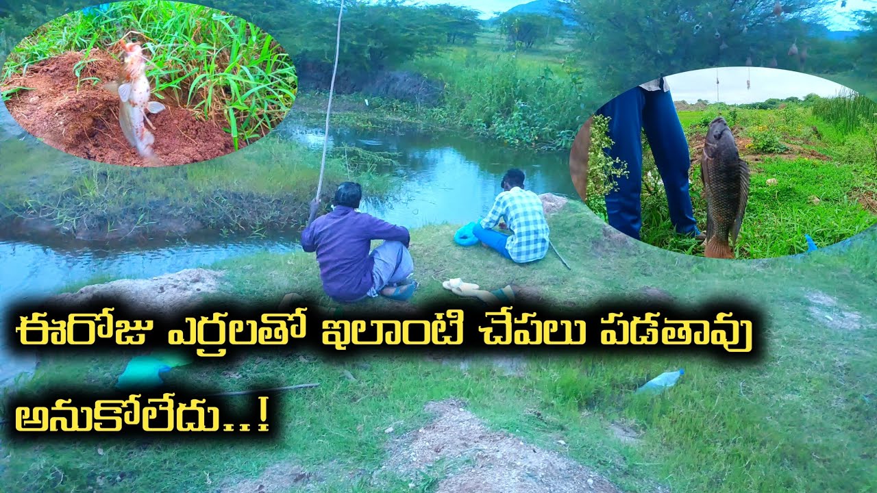 #fishing ఈరోజు ఎర్రలతో ఇలాంటి చాపలు పడతాయని అనుకోలేదు..!