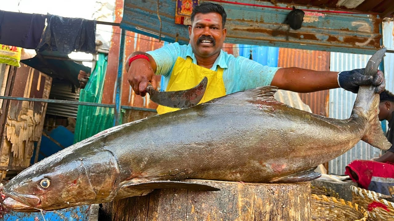 KASIMEDU SIRUTHAI DURAI KADAVARA FISH 🐟 CUTTING VIDEO \ CUTTING FOCUS