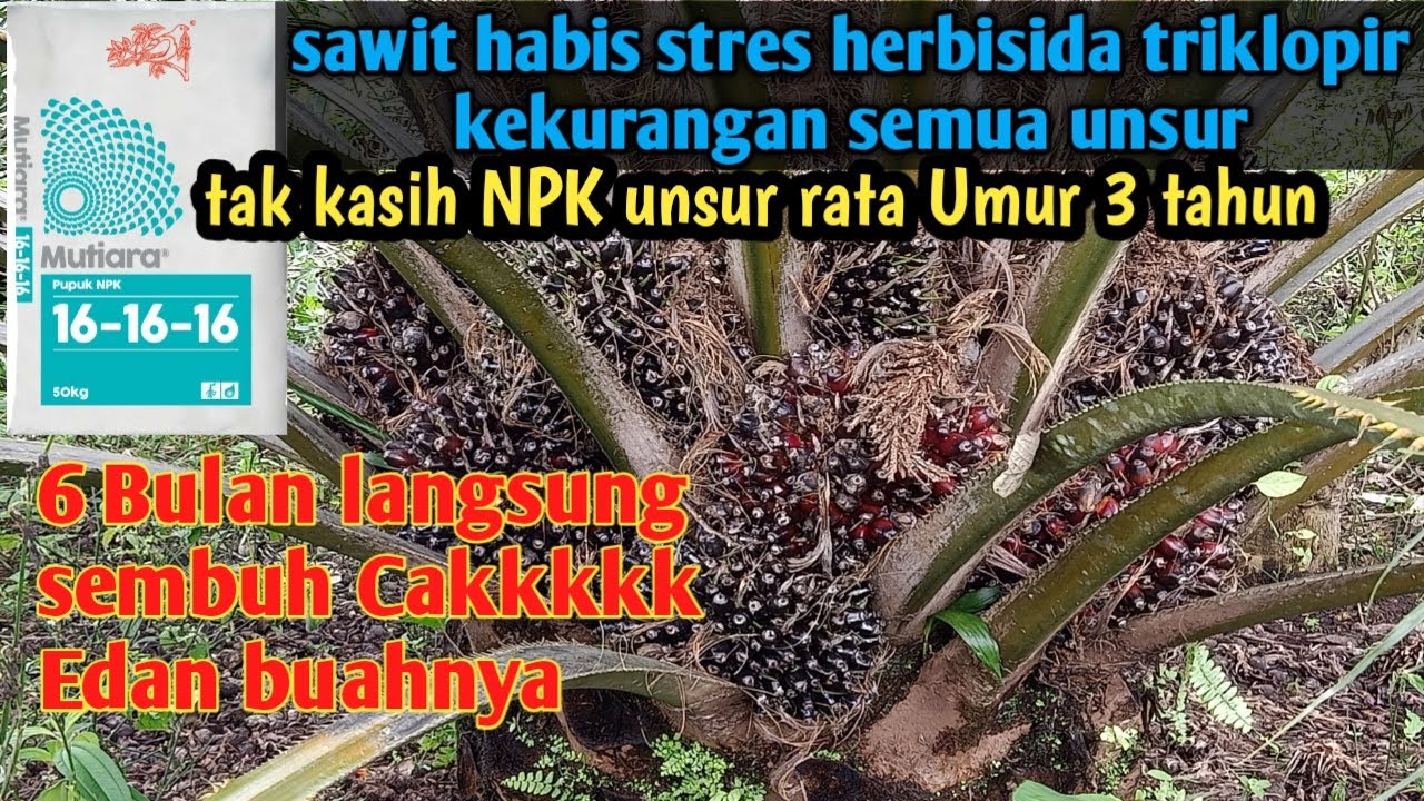 Hasi pemupukan NPK mutiara 16 16 16 pada kelapa sawit umur 3 tahun