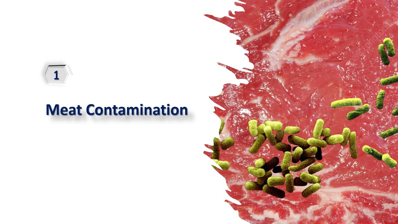 Lecture 1: تلوث اللحوم   Meat Contamination