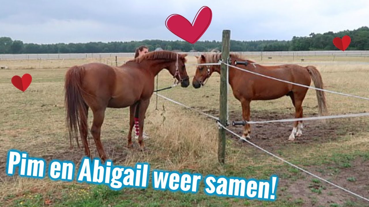 VLOG #45- Mijn pony weer verhuizen! | LeanneAbigail
