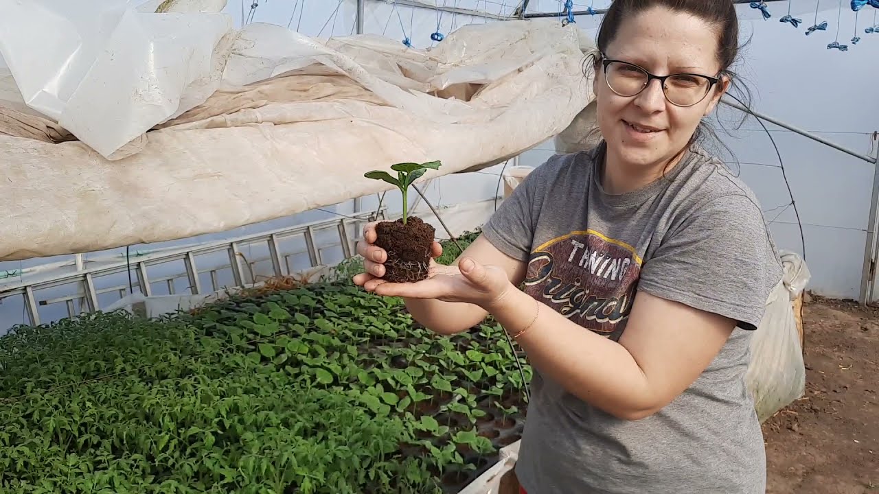Cum trebuie sa arate rasadul înainte de plantare #rasaduri