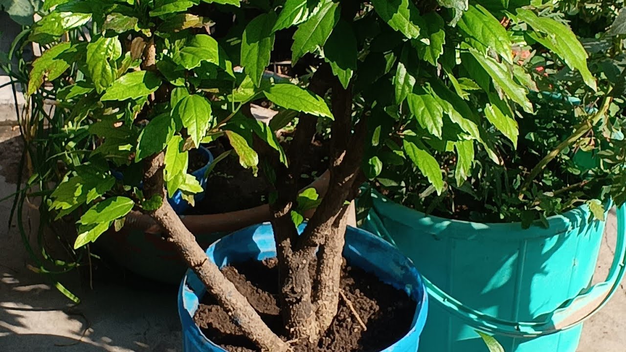इस समय आप अपने गुड़हल में कौन से दो काम कर सकते हैं , जानिए #garden #nature #*plants #flowers 