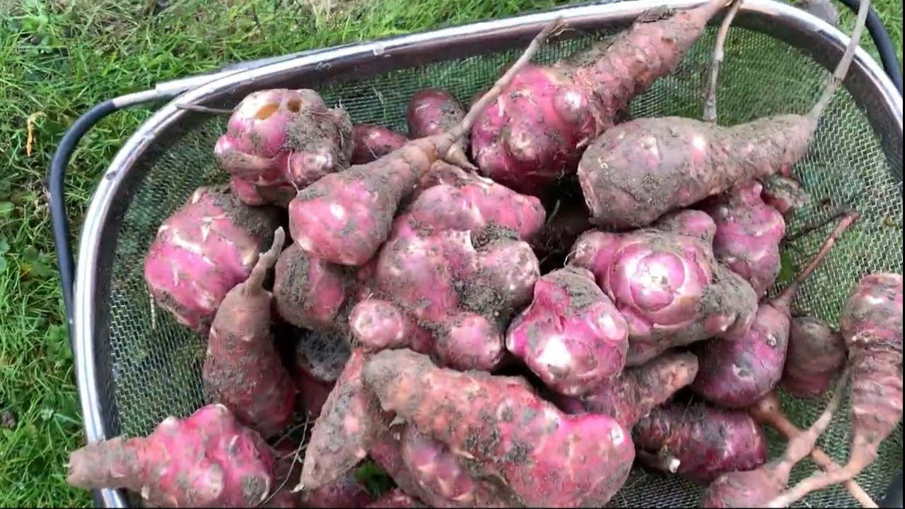 Jerusalem Artichoke Harvest, Digging & Soil Sounds