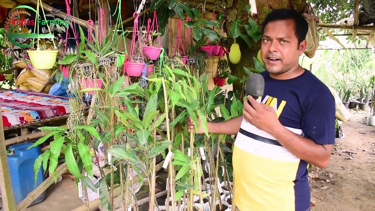 Ananya Nursery | fruit plants | all Indian and Thai variety fruit plants | Indias Farming