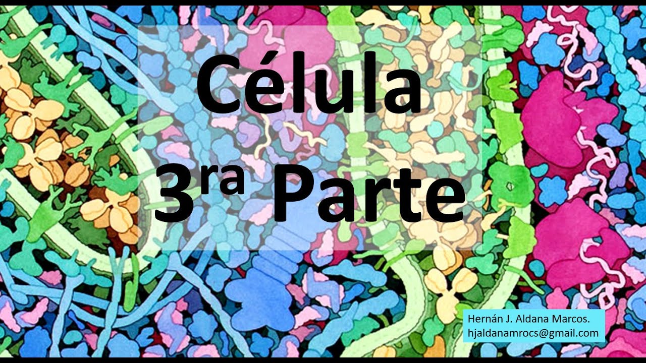 Célula tercera parte.