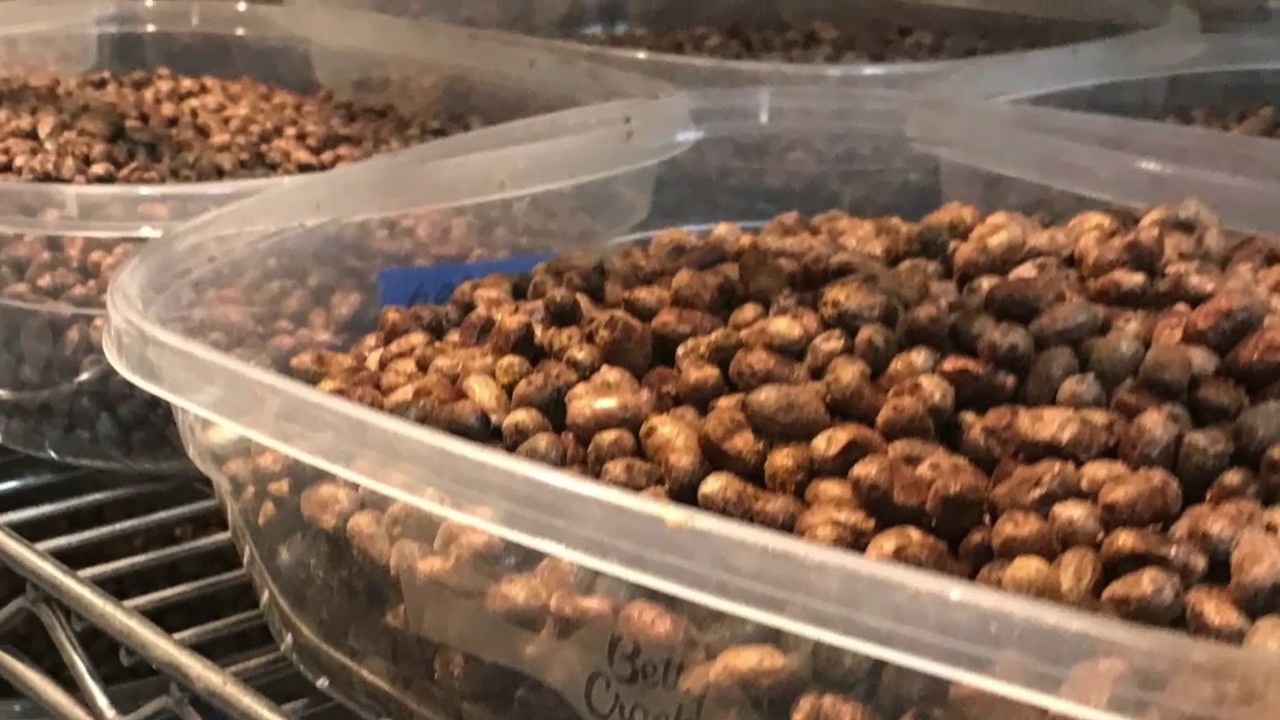 Cleaning Mason Bee Cocoons