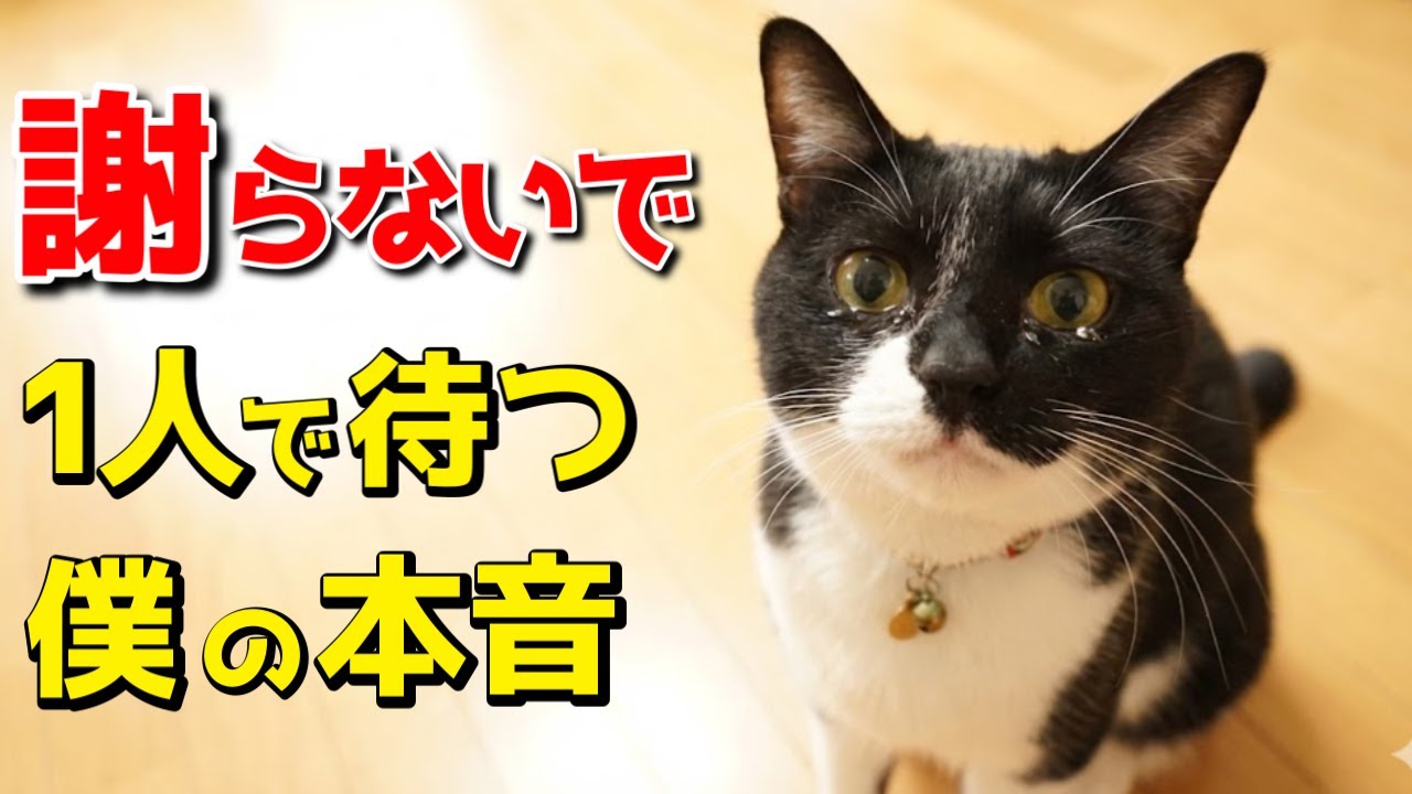 「ごめんね…は言わないで」猫が1人で待っている時の本音12選