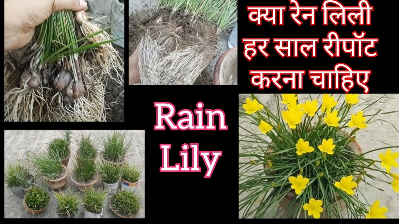 701:- Repot Rain Lily / क्या रेन लिली को हर साल रीपॉट करना चाहिए / Repot Zephyranthes / Rain Lilies