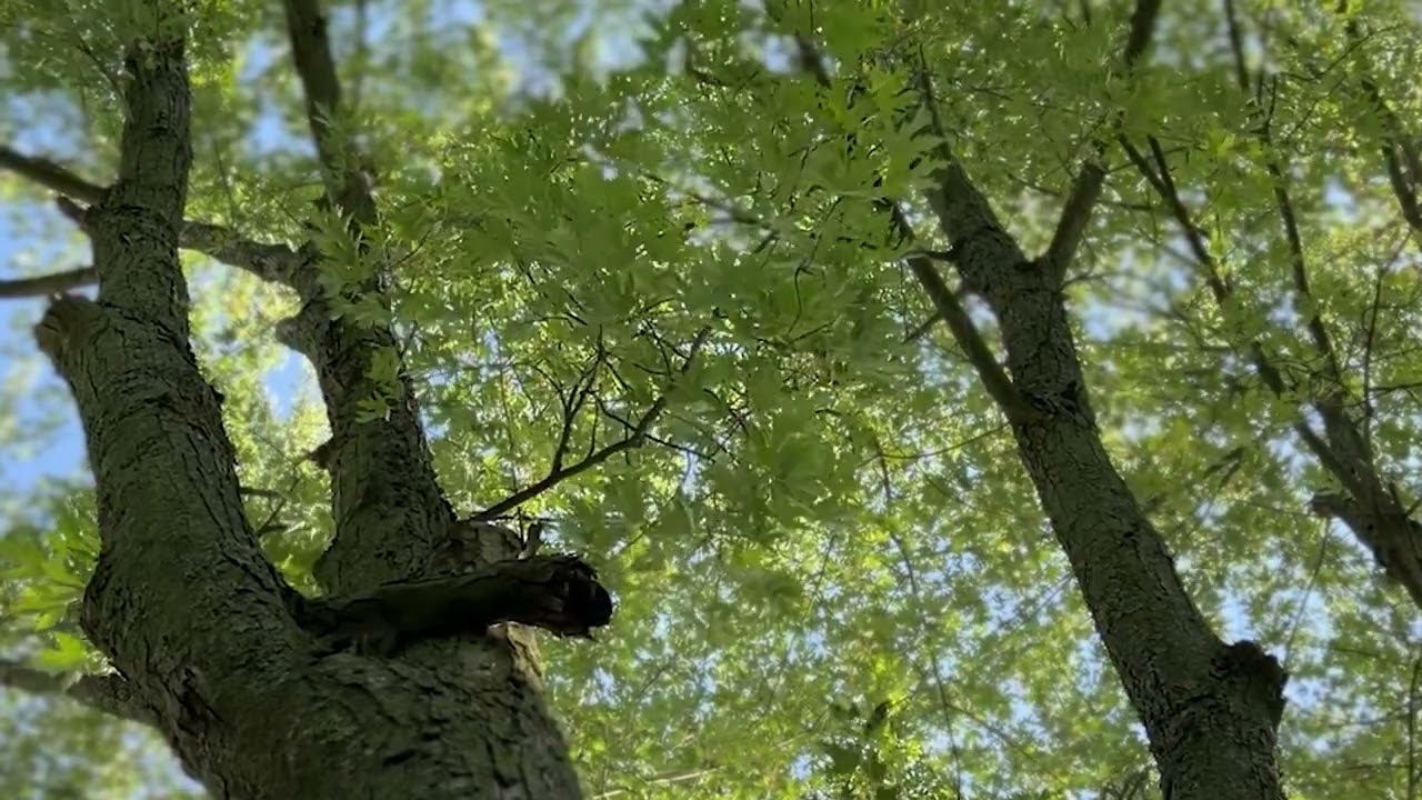 Htennek Niwhsa - I've Heard the Sand Singing (nature visualizer) [Official Audio]