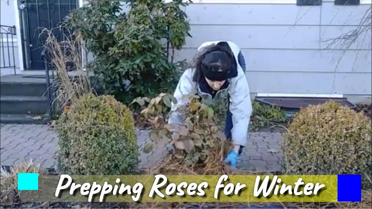 Caring for Roses in Fall: How to Prep Roses for our cold Winters