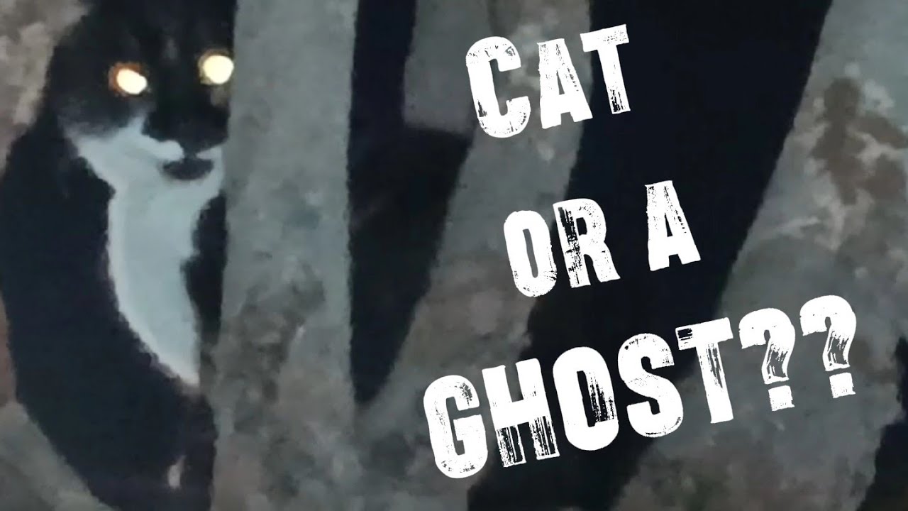 This Cat showed no sign of coming down!!! Do you think it was a ghost 👻