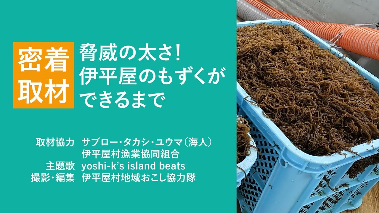 密着取材　脅威の太さ！伊平屋のもずくができるまで