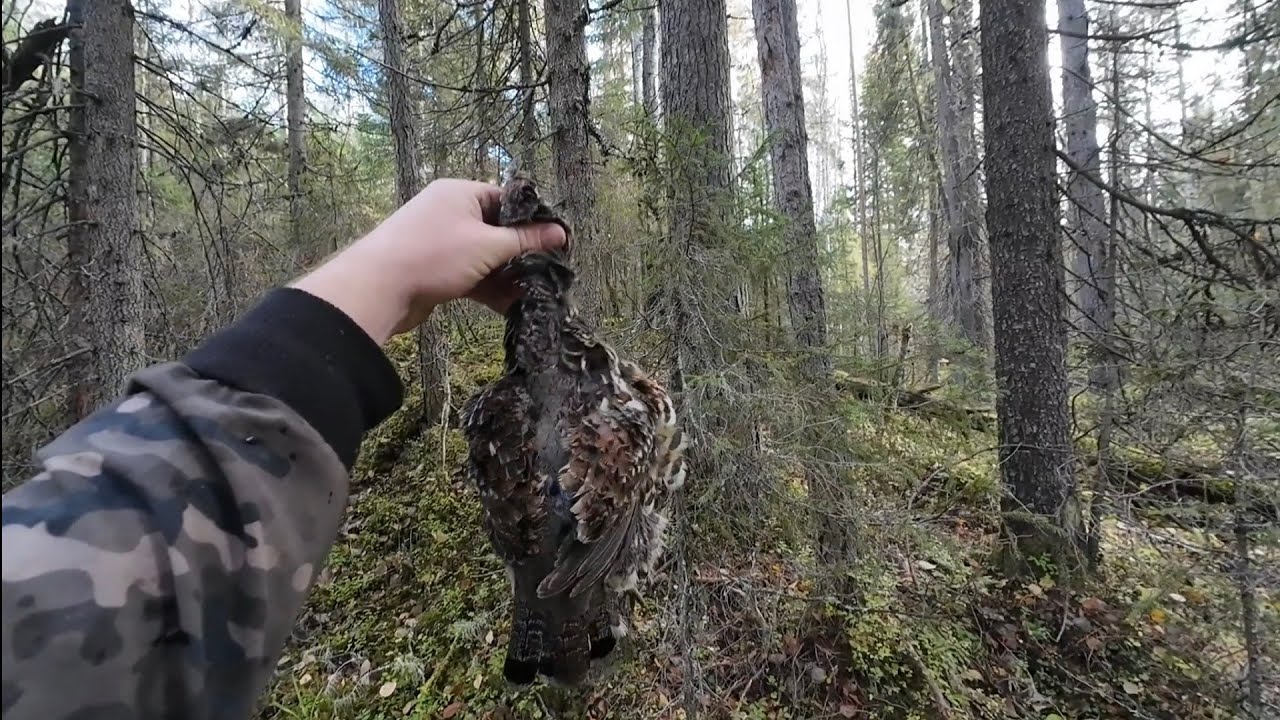 Осенняя охота на рябчика с мелкашкой(22lr)