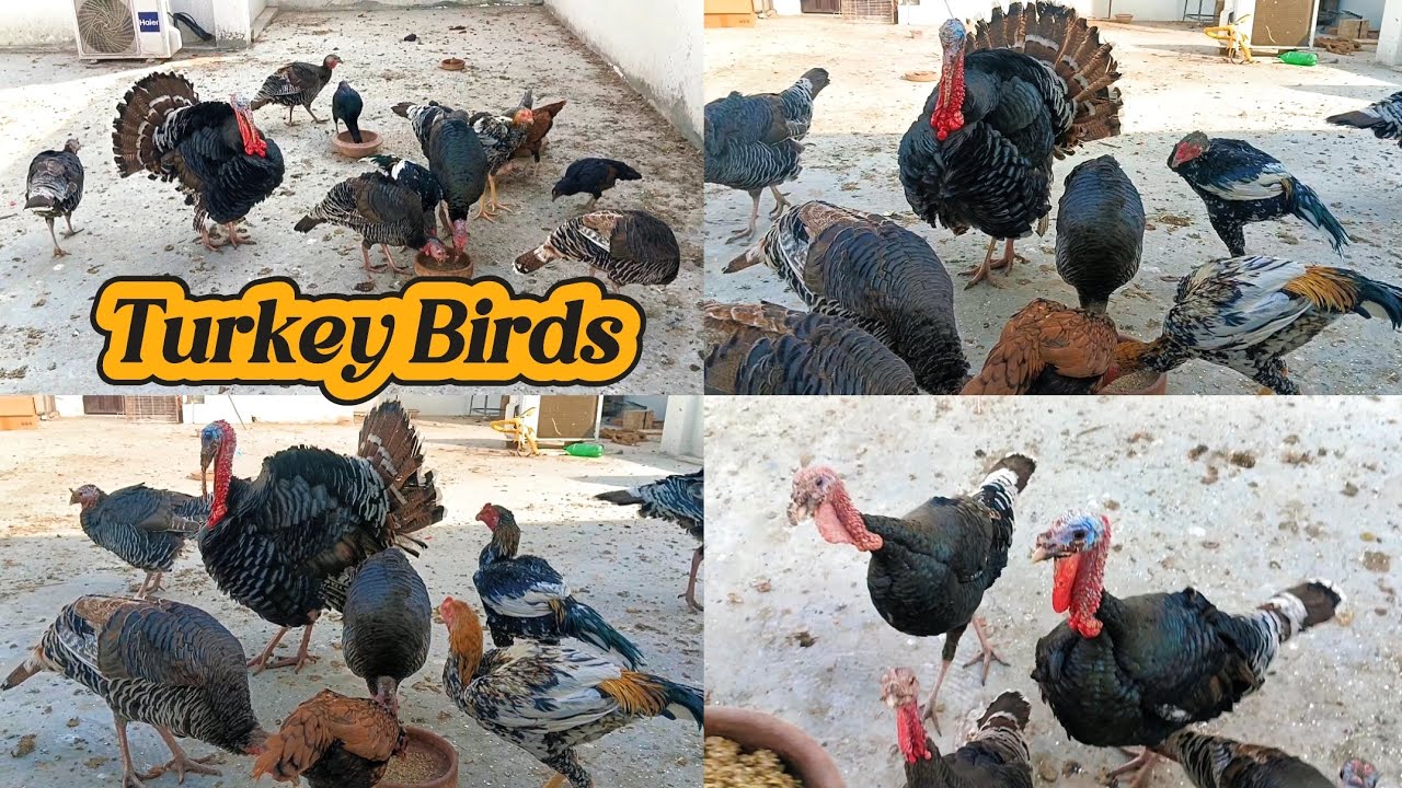 You Won’t Believe What This Turkey Did! This Turkey’s Reaction Will Shock You! 😱