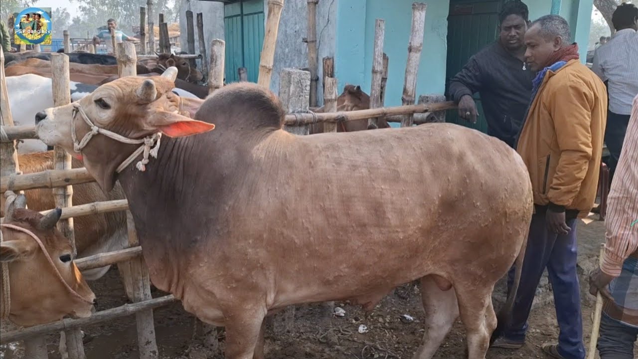 @ 27/1/2026|| খামার উপযোগী ষাঁড় গরুর দাম আমবাড়ী হাটে||