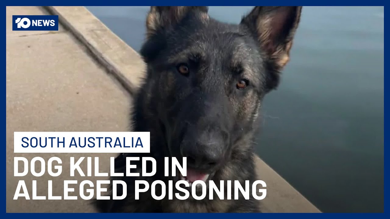 Beloved Family Pet Allegedly Targeted & Killed In Dog Baiting Incident | 10 News