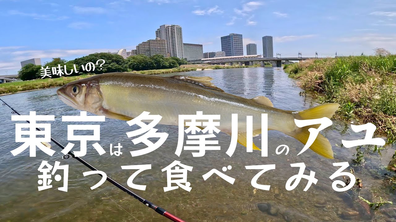 東京は多摩川のアユを釣って食べてみる。