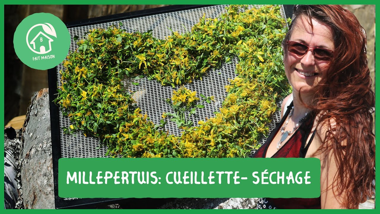 Comment reconnaître le Millepertuis? Cueillette et séchage.