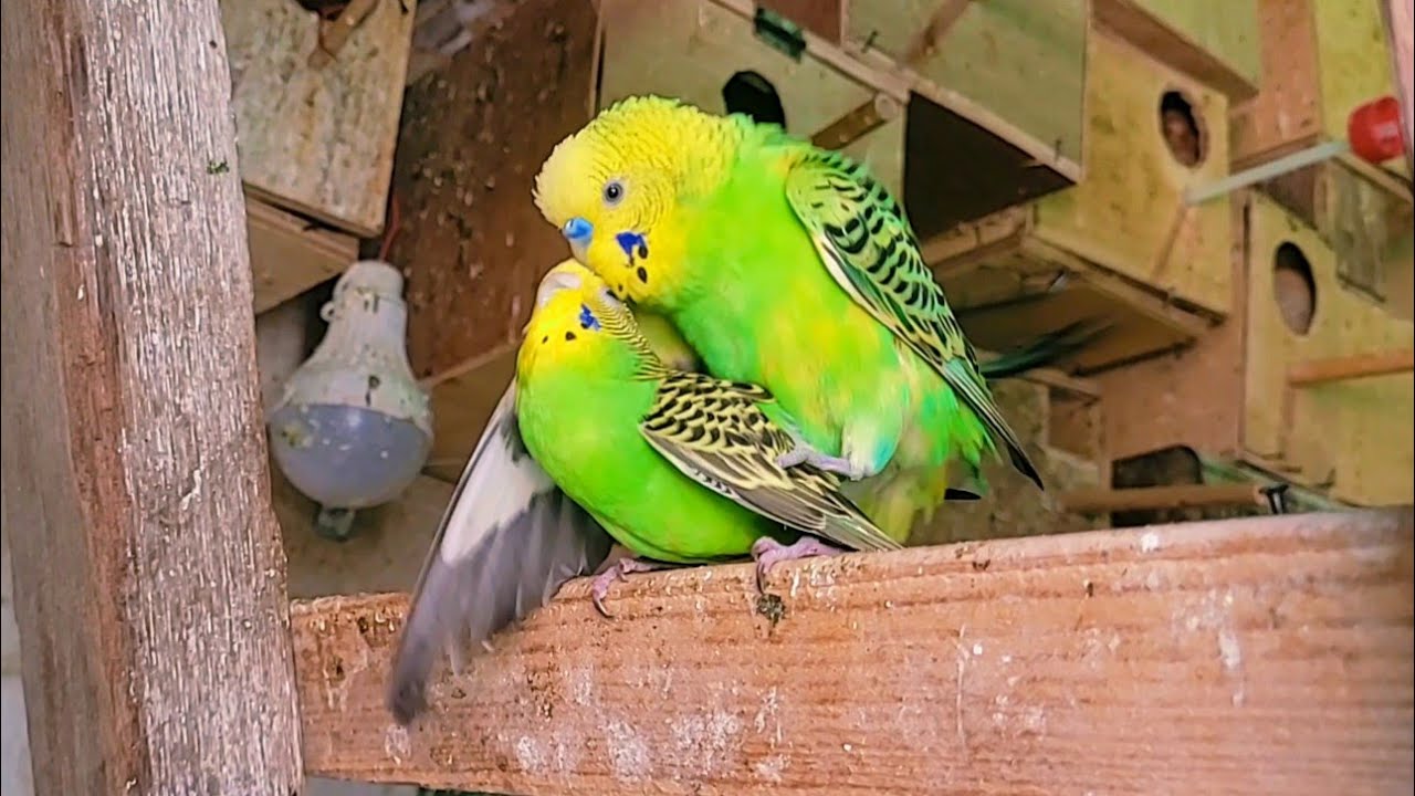 The Power of Their Amazing Sounds