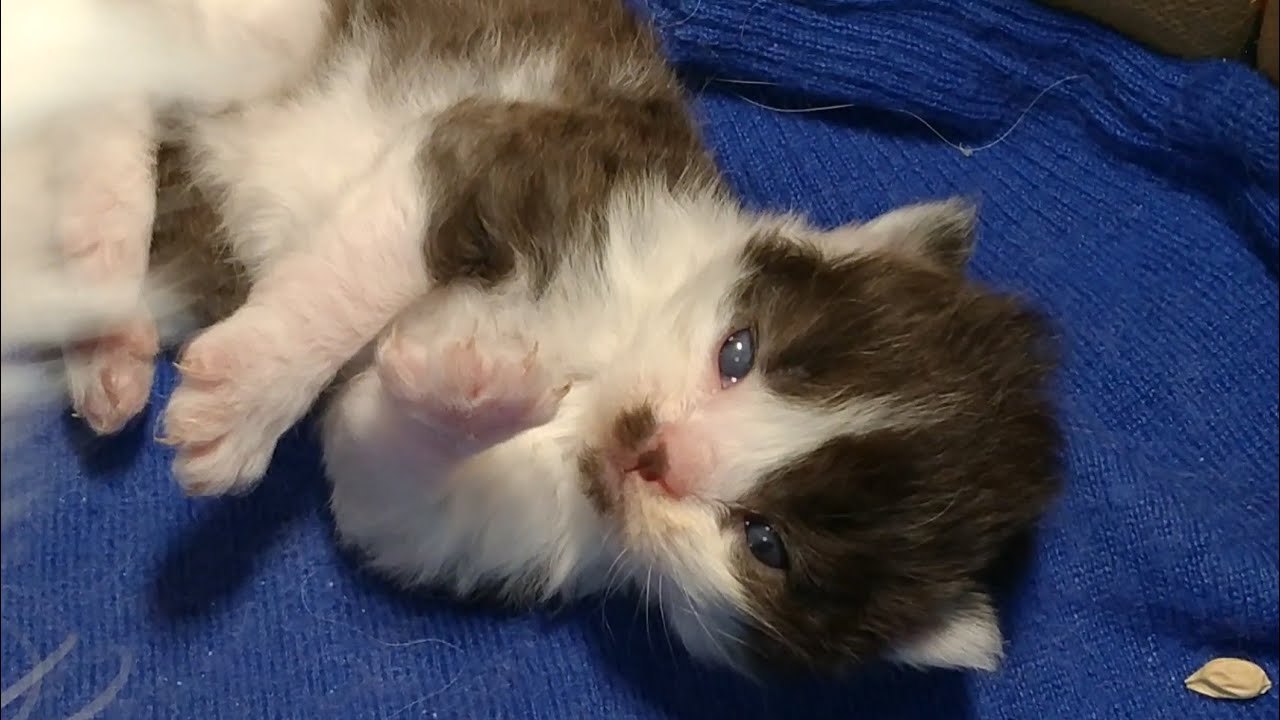 2 Weeks Old Kittens Are Adorable Mother Cat Grooming And Stimulating Them