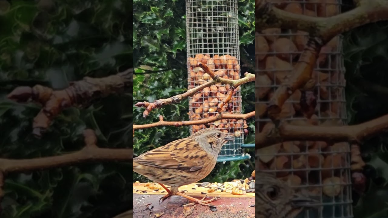 Dunnock Feeding in the Garden &ndash; Calm Bird Moment