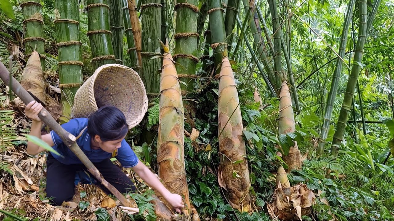TIMELAPSE -- Harvesting GIANT Forest Wild Bamboo Shoots, Fig  Taking Care of Farm Life