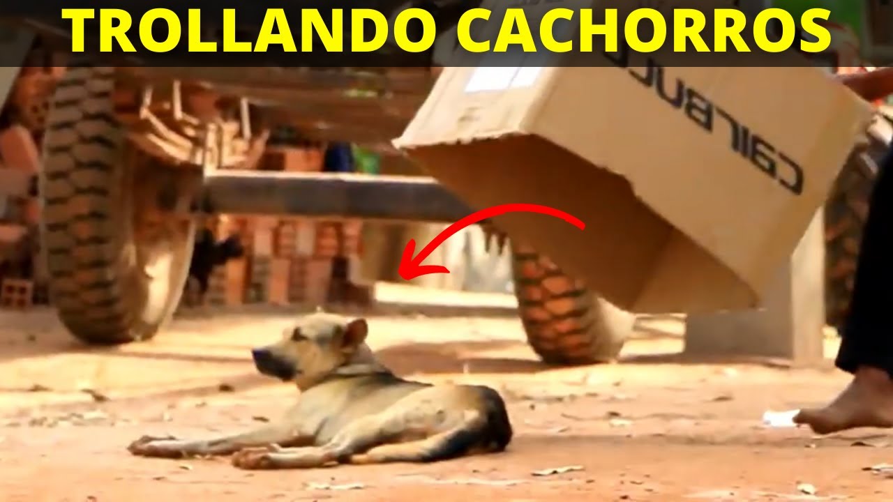 ASSISTA - as melhores PEGADINHAS assustando cachorros 🤣