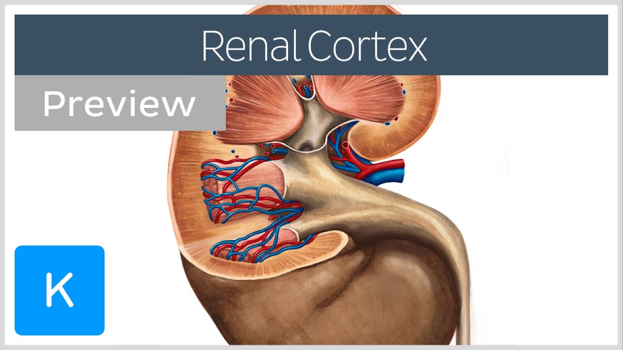 Renal cortex: structure and function (preview) - Human Anatomy | Kenhub