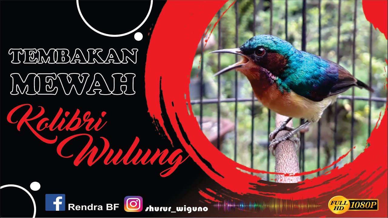 Kolibri Wulung Nembak Panjang || Muncang || Kolibri Kaca || Untuk Pancingan dan Masteran