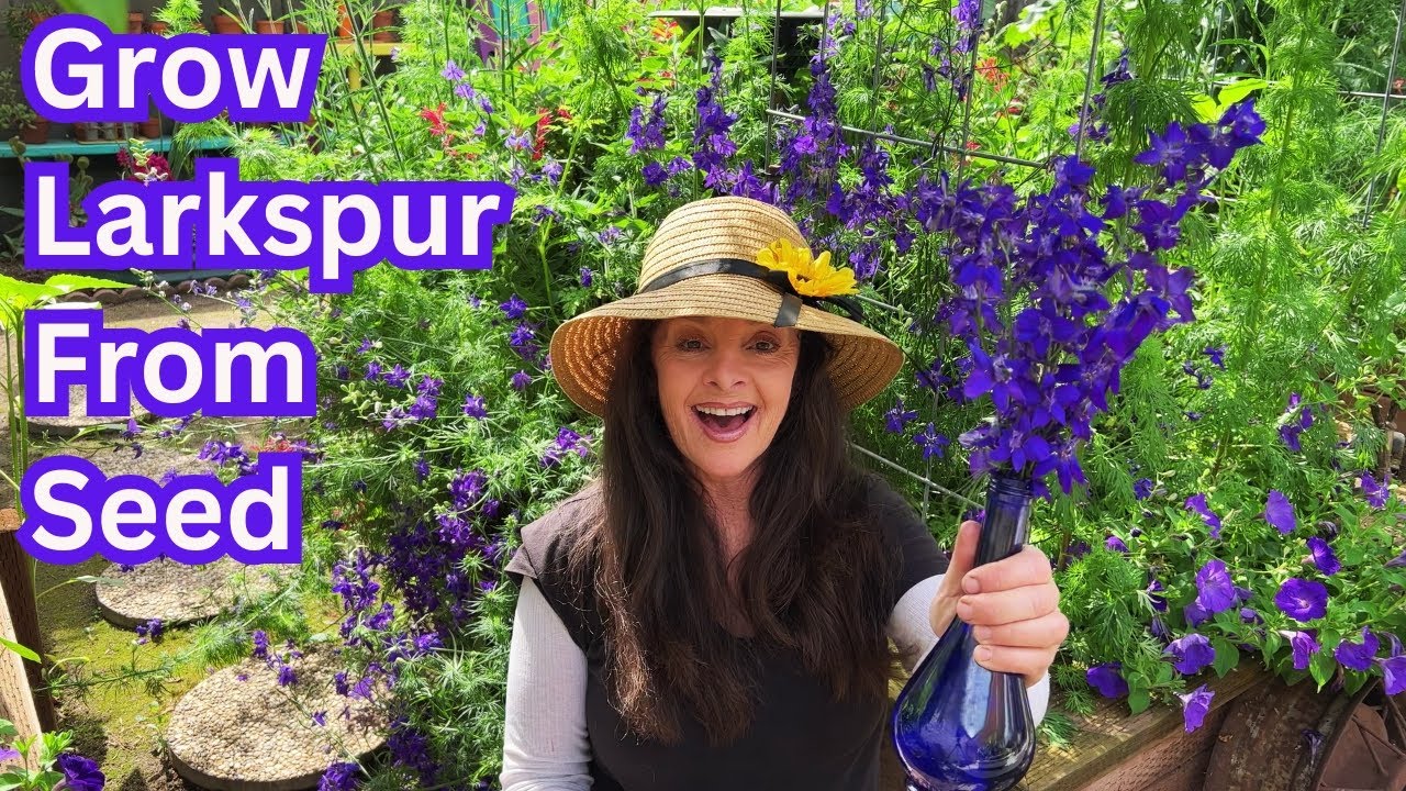 Larkspur Flowers Growing Tips & Harvesting Seeds!💜