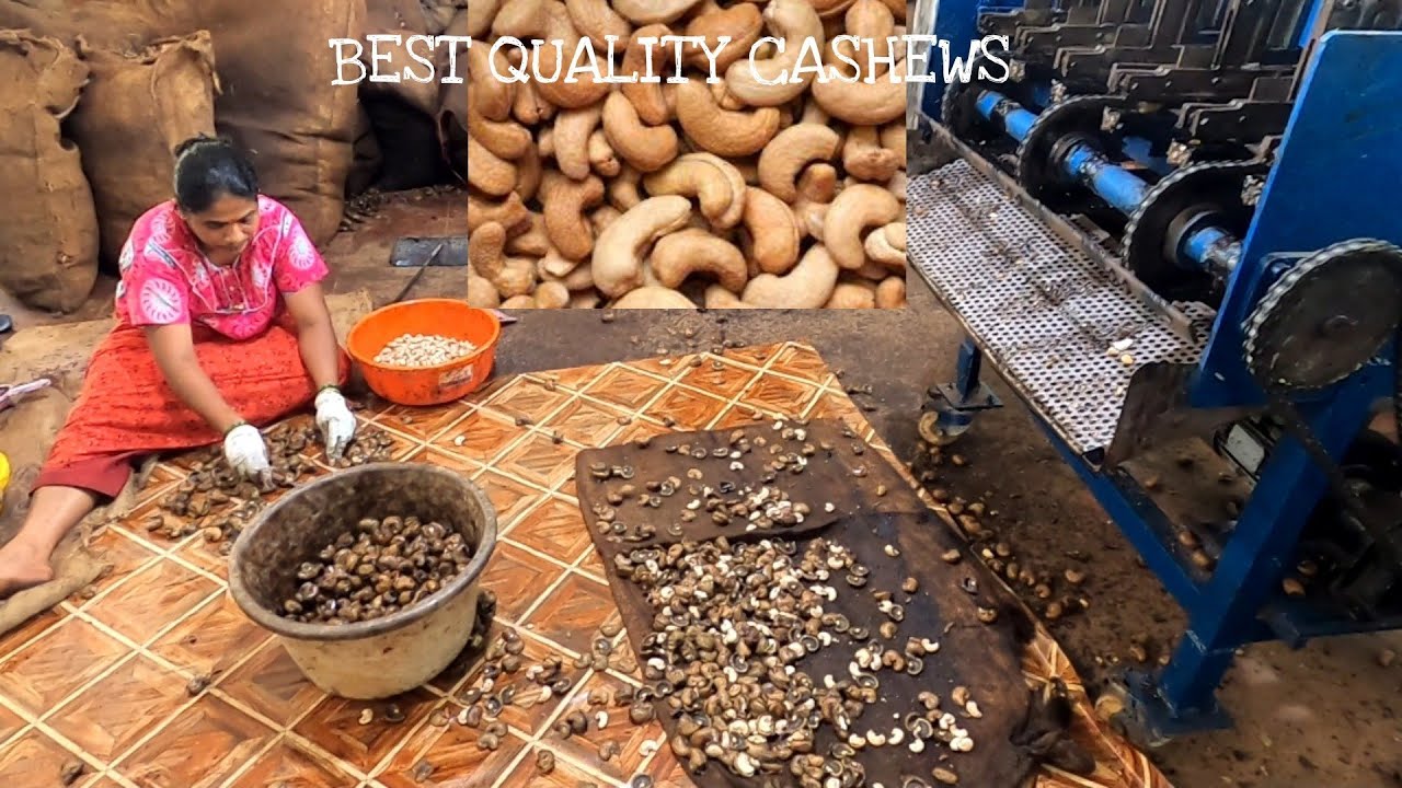 क्वालिटी काजूगर कसा तयार होतो?कसा ओळखाल? कुठे खरेदी कराल?|Processing of Goa cashews|Konkani Ranmanus