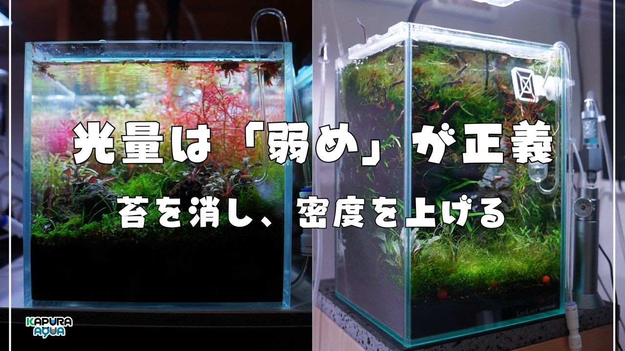 そのライト、強すぎませんか？水草をゆっくり密に育てる「光の引き算」と配光方法【アクアリウム】