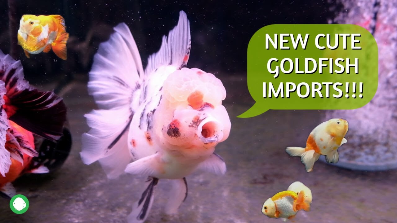 Cute New Goldfish Imports | Show Oranda, Ryukin, Ranchu, Thai Oranda, Yuan Bao