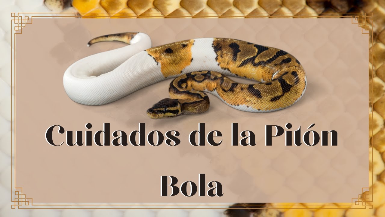 CUIDADOS DE LA PITÓN BOLA, PITÓN REAL (Python regius) - ¿Es la mejor serpiente para principantes?