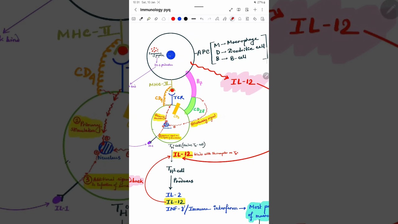 Complement system part 2