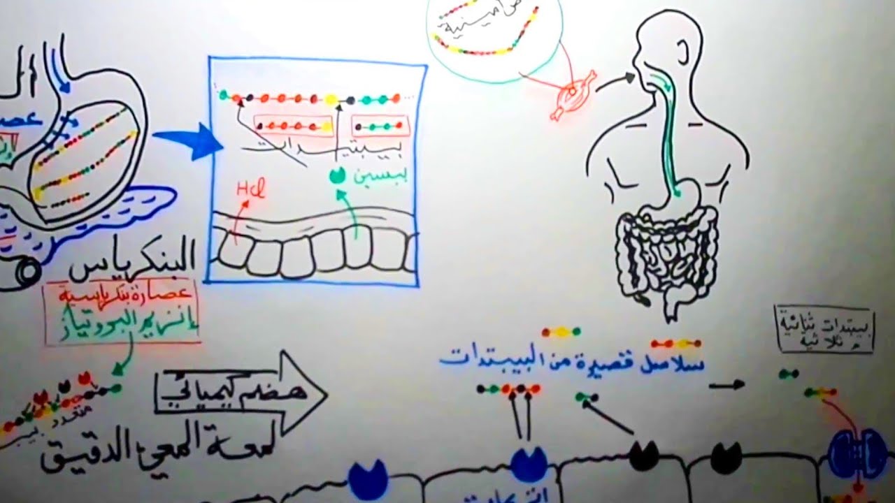 الهضم عند الانسان - هضم البروتينات