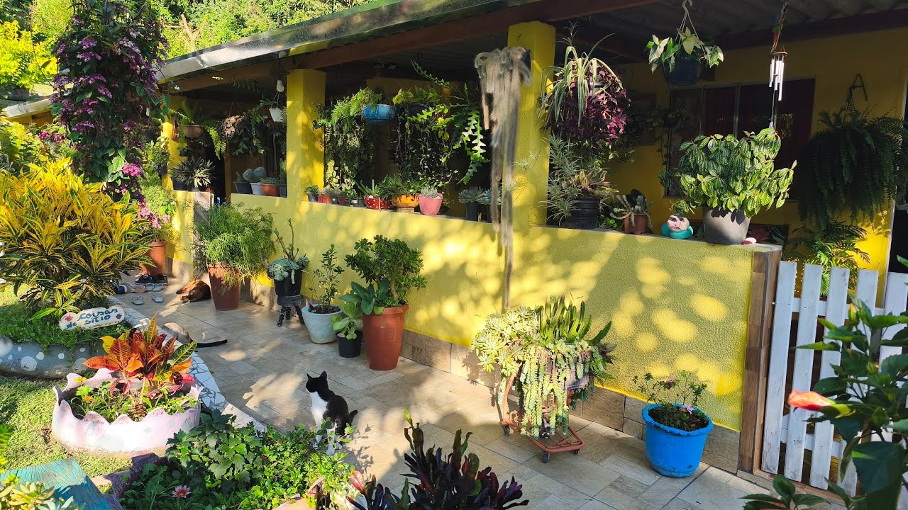 Replante da minha borboleteira 🦋meu jardim continua florindo 💞🥰💞